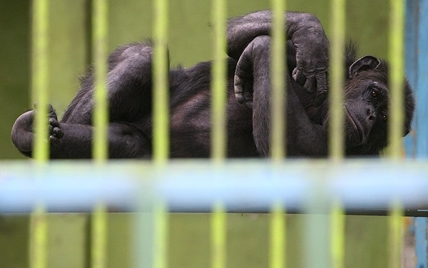 File:Tehran Zoological Garden - 3 September 2011 07.jpg