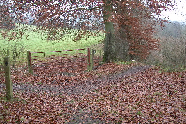 The Cotswold Way in Upton Wood - geograph.org.uk - 100146