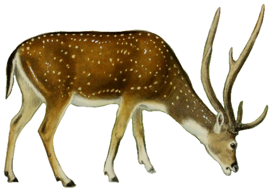 File:The deer of all lands (1898) Chital white background.png