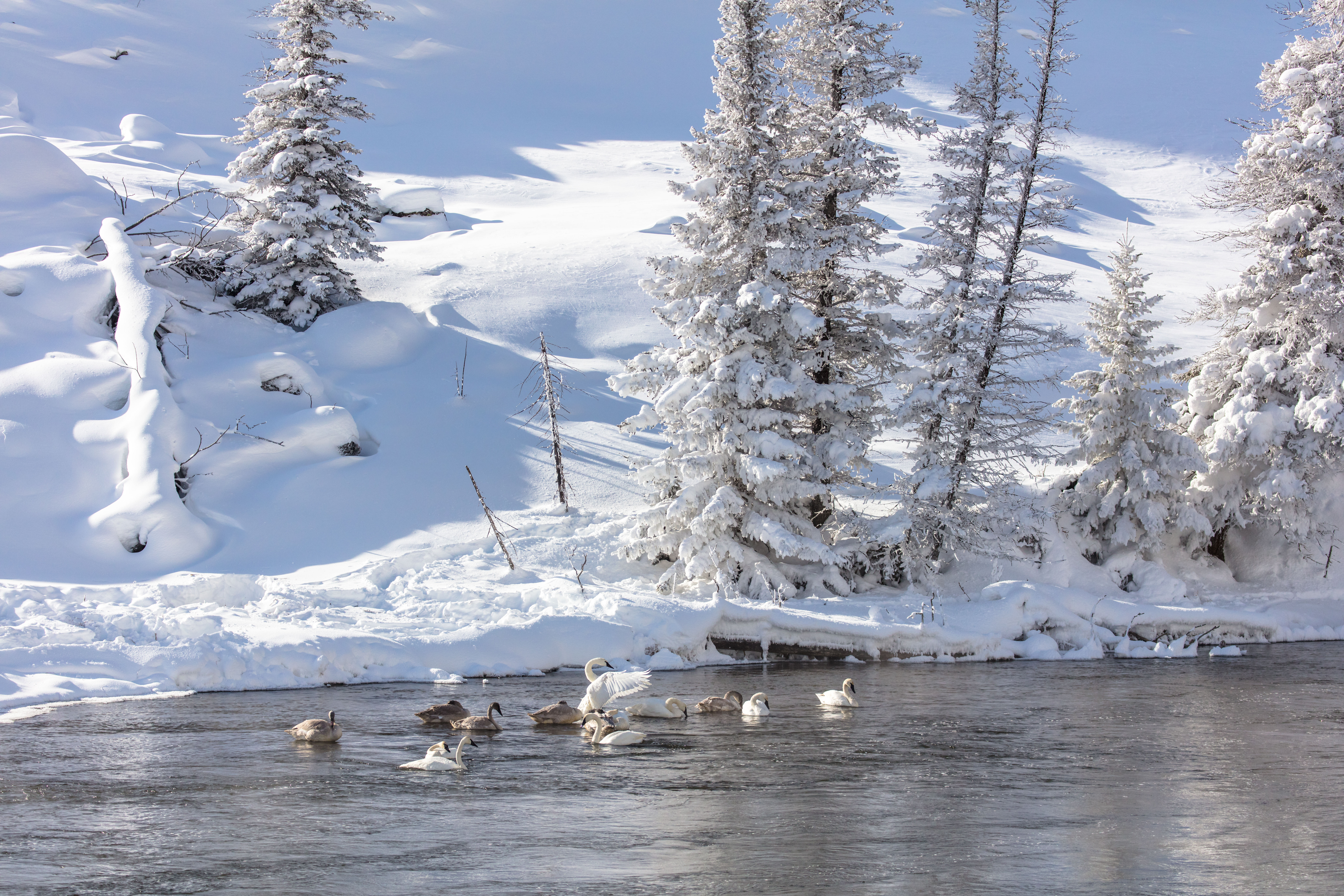 В окрестностях города местами еще лежит снег. Озеро в снегу. Лебеди зимой. Лебеди на речке зима. Красивые зимние пейзажи с белыми лебедями.