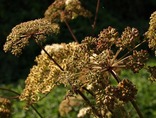 File:Umbellifer in seed, Stover Canal - geograph.org.uk - 994844.jpg