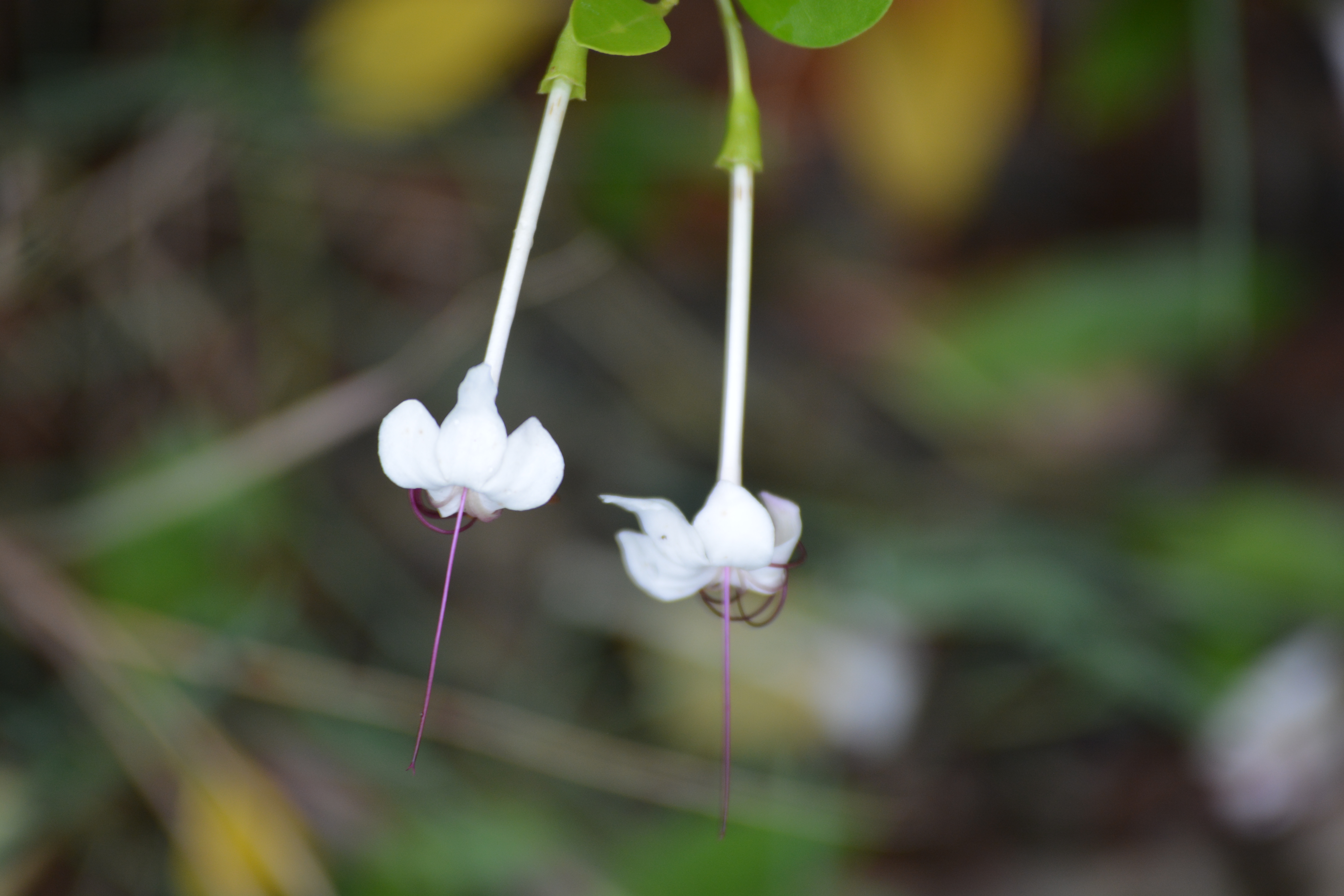 Twin white