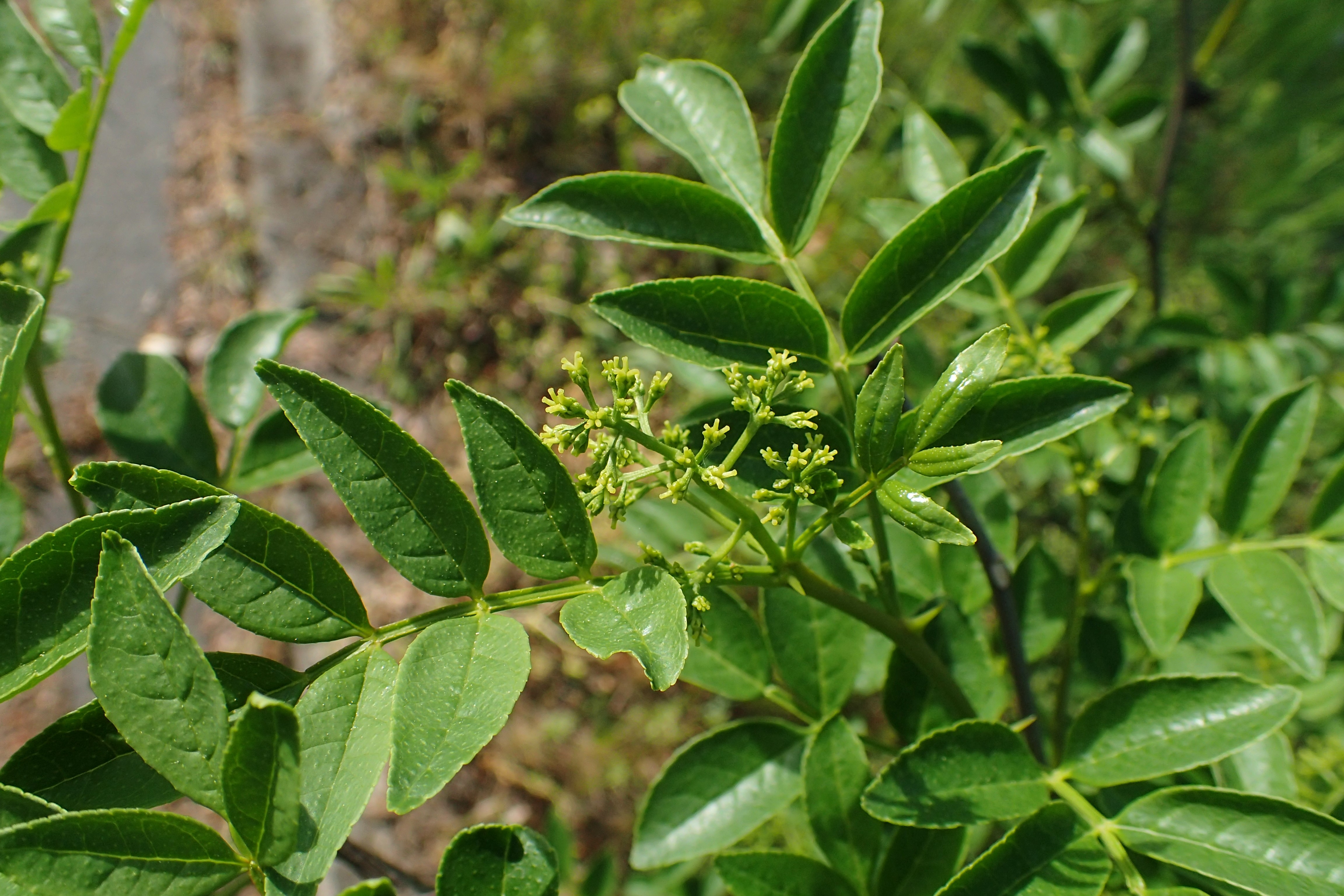 Zanthoxylum piperitum POIVRIER DE SICHUAN (plante)