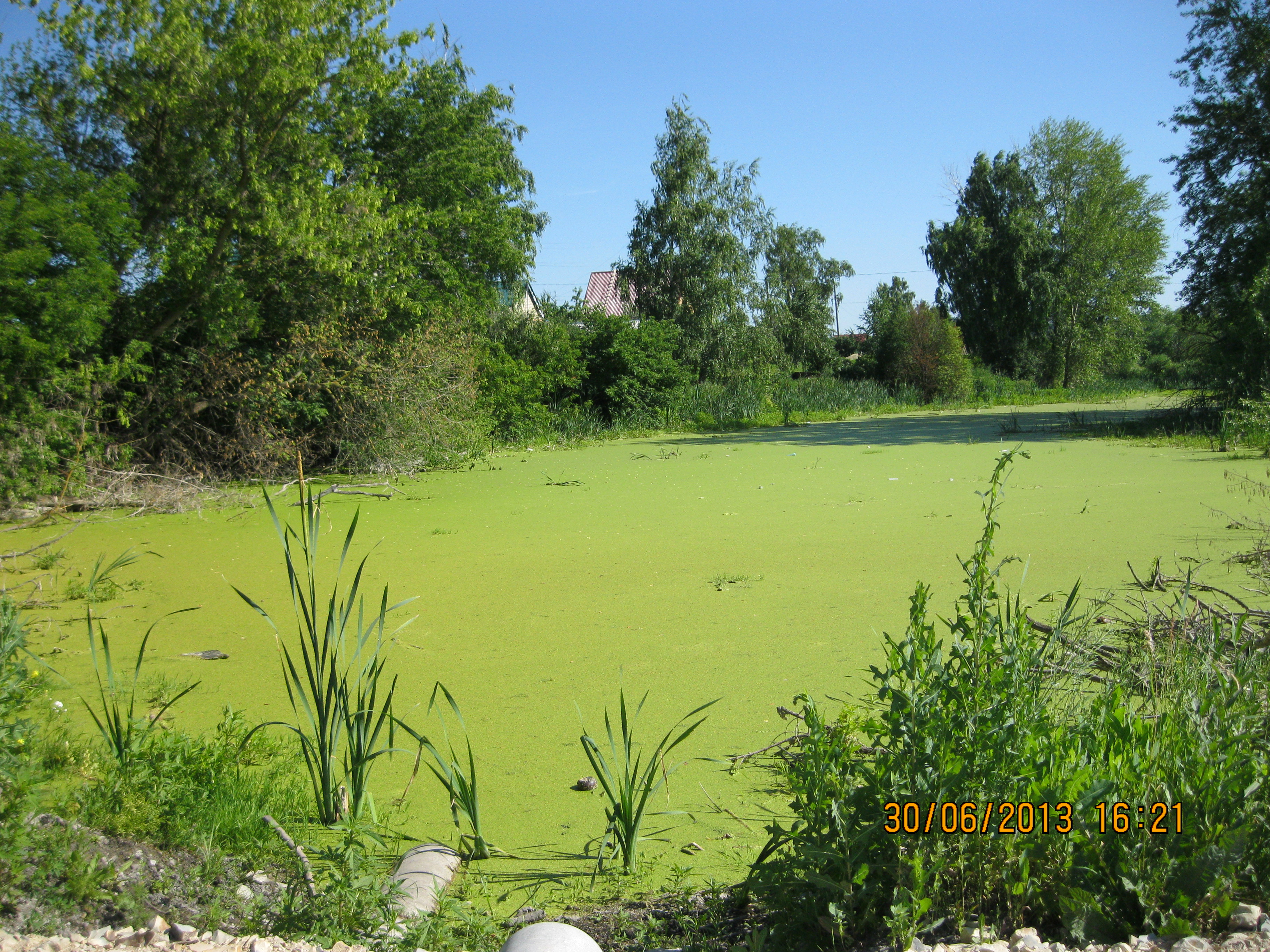 Зеленые густые болота