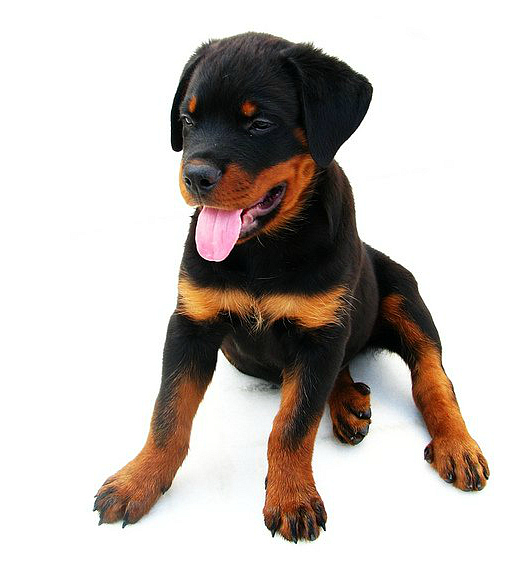 File:2 Months Old Rottweiler Puppy.jpg 