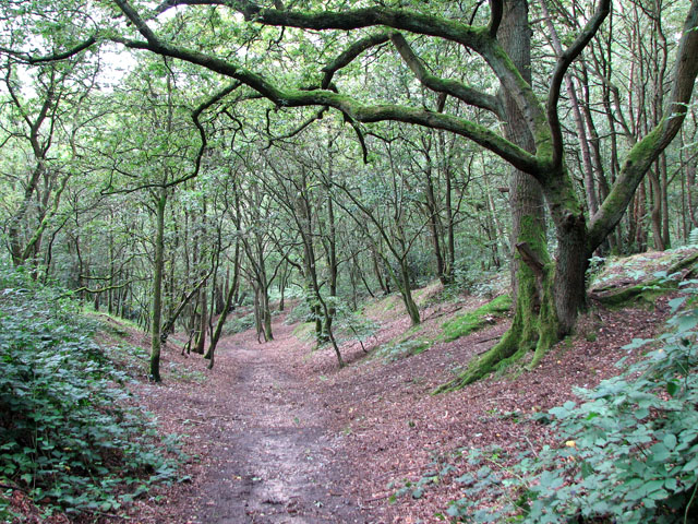 File:A path in Mousehold Heath - geograph.org.uk - 2061992.jpg