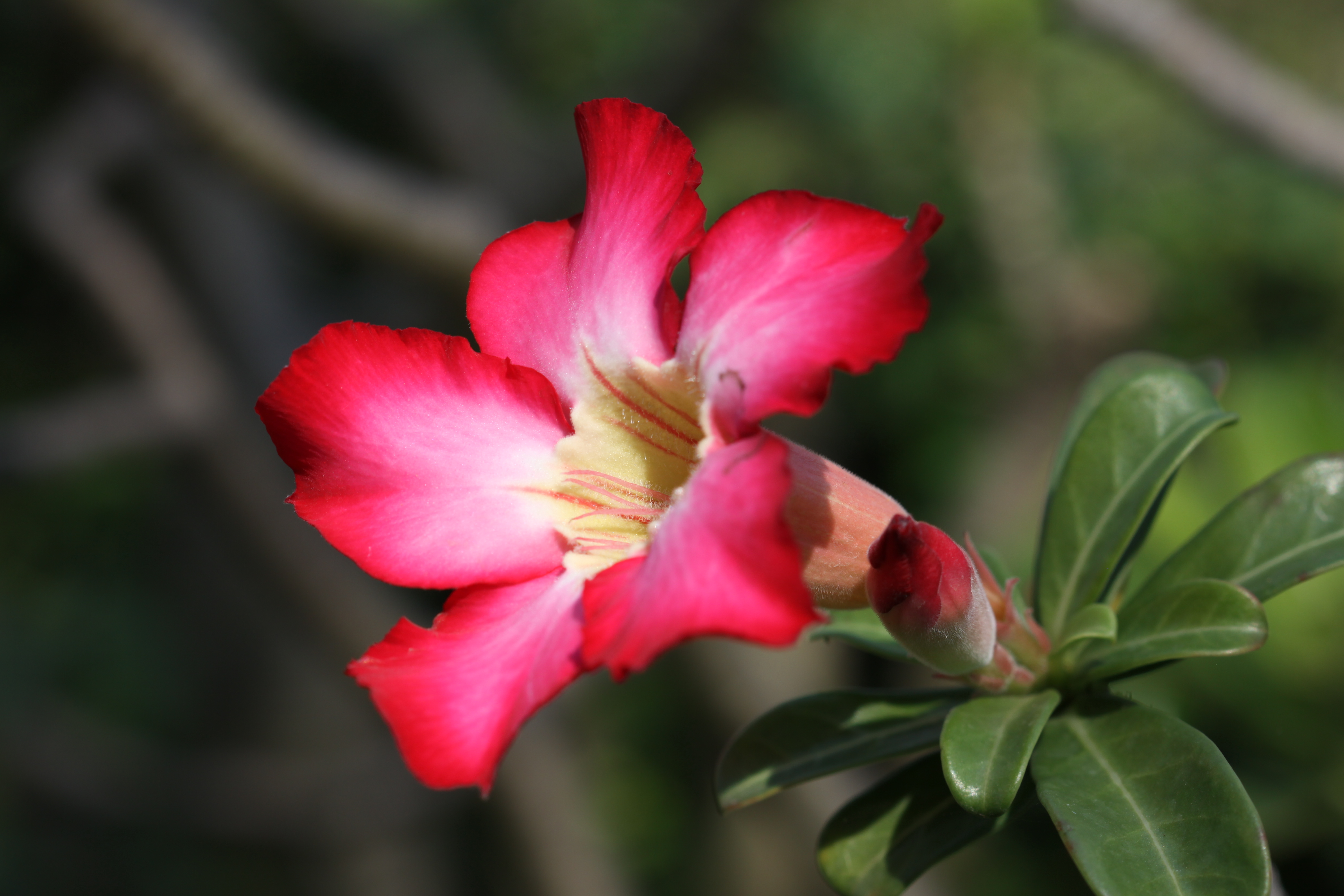 Desert Rose Flower, Adenium Obesum Facts
