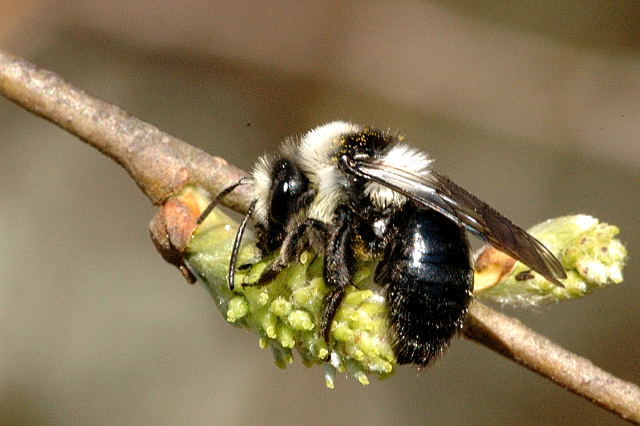 File:Andrena.cineraria.-.lindsey.jpg