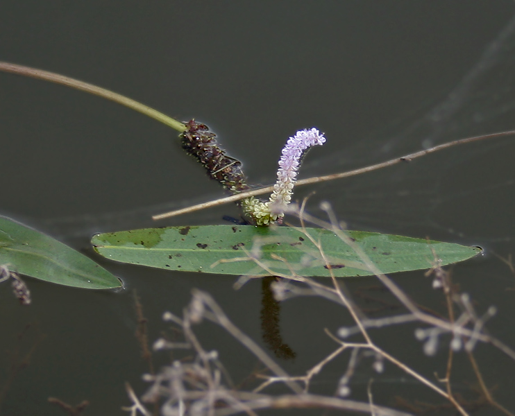 File:Aponogeton natans in Narshapur, AP W2 IMG 1090.jpg