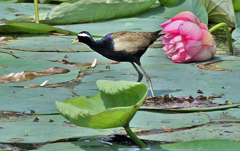 File:Bronze-winged Jacana (Metopidius indicus) in a Lotus Pond in Kolkata I IMG 7504.jpg