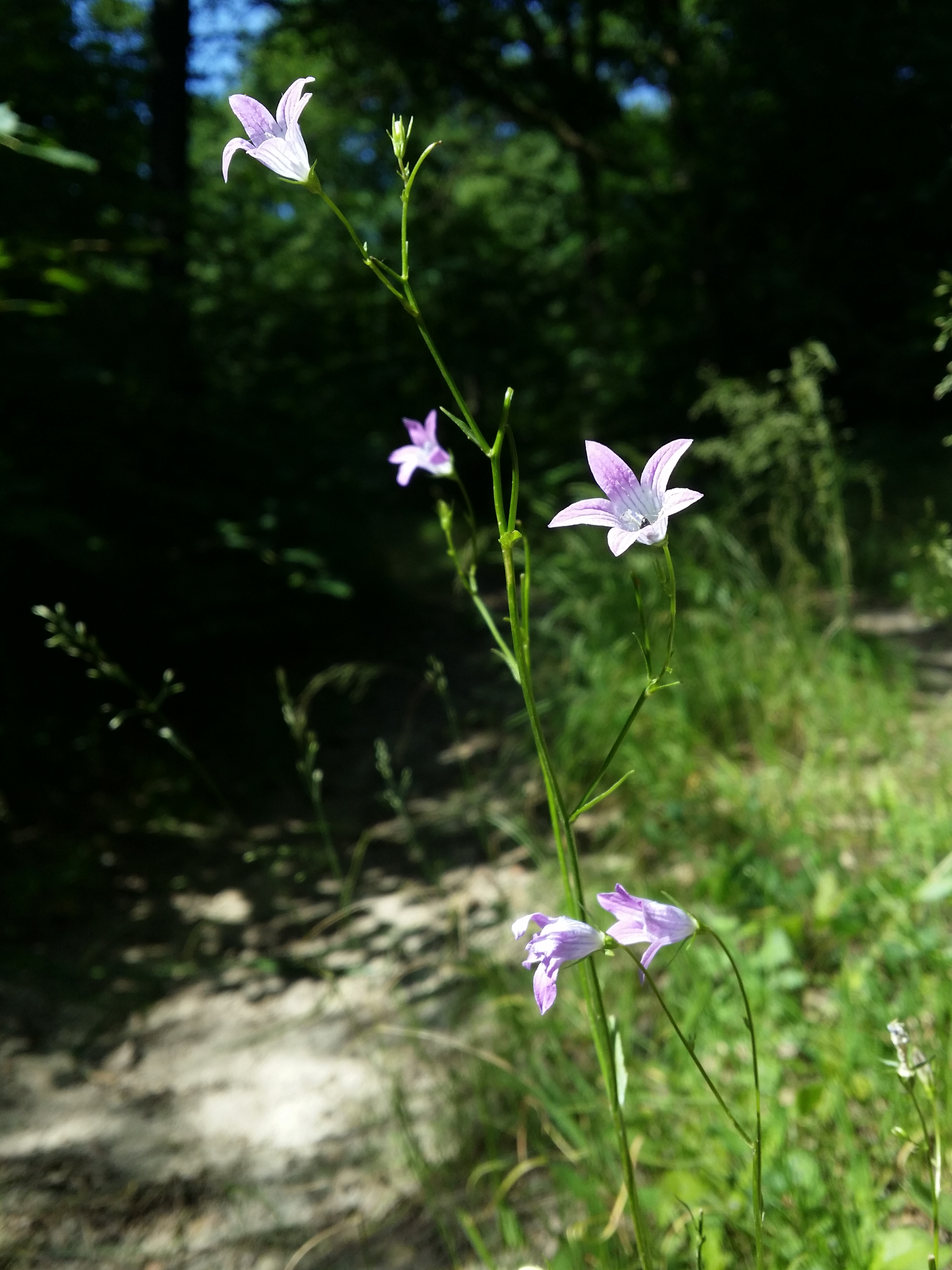 24 Campanula komarovii