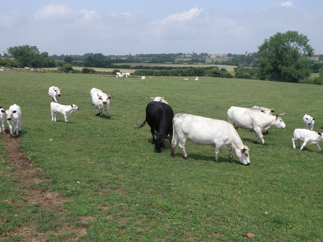 Cattle grazing near Woodford - geograph.org.uk - 1381887