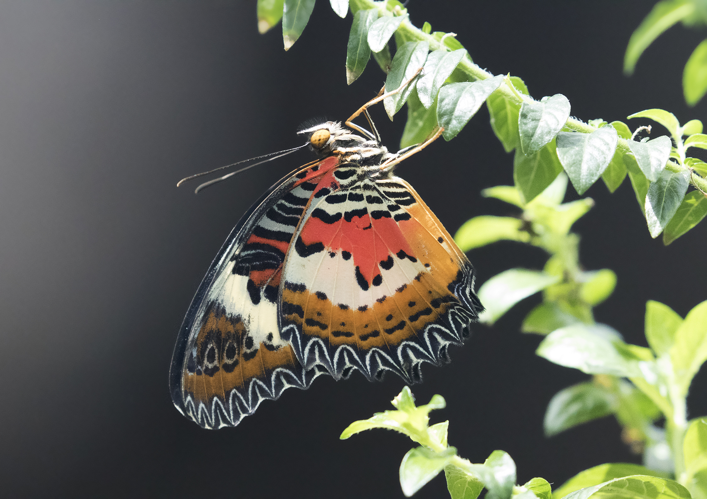 Konya Tropical Butterfly Garden   Wikipedia