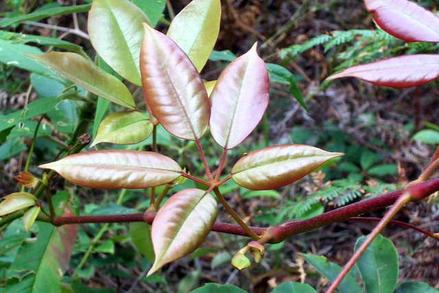 File:Cissus hypoglauca young leaves.jpg