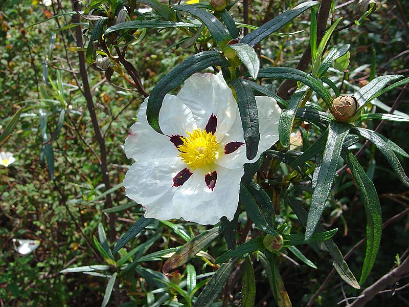 File:Cistus ladanifer in Almada.jpg