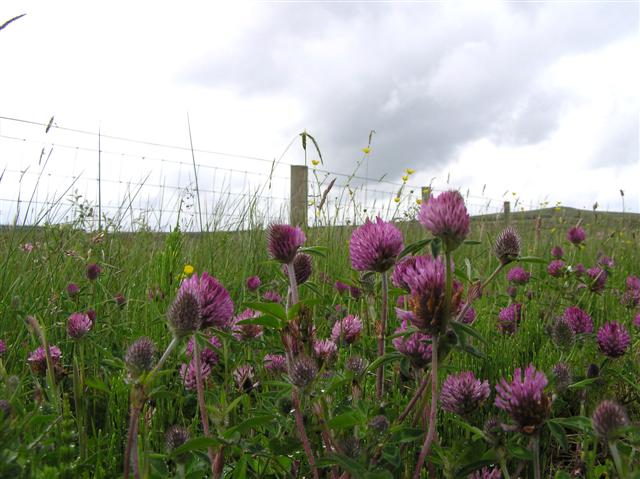 File:Clover at Meenadoon - geograph.org.uk - 471907.jpg