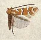 <i>Cremastobombycia ambrosiaeella</i> Species of moth