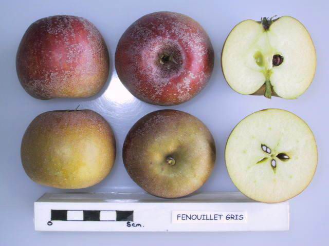 File:Cross section of Fenouillet Gris, National Fruit Collection (acc. 1948-482).jpg