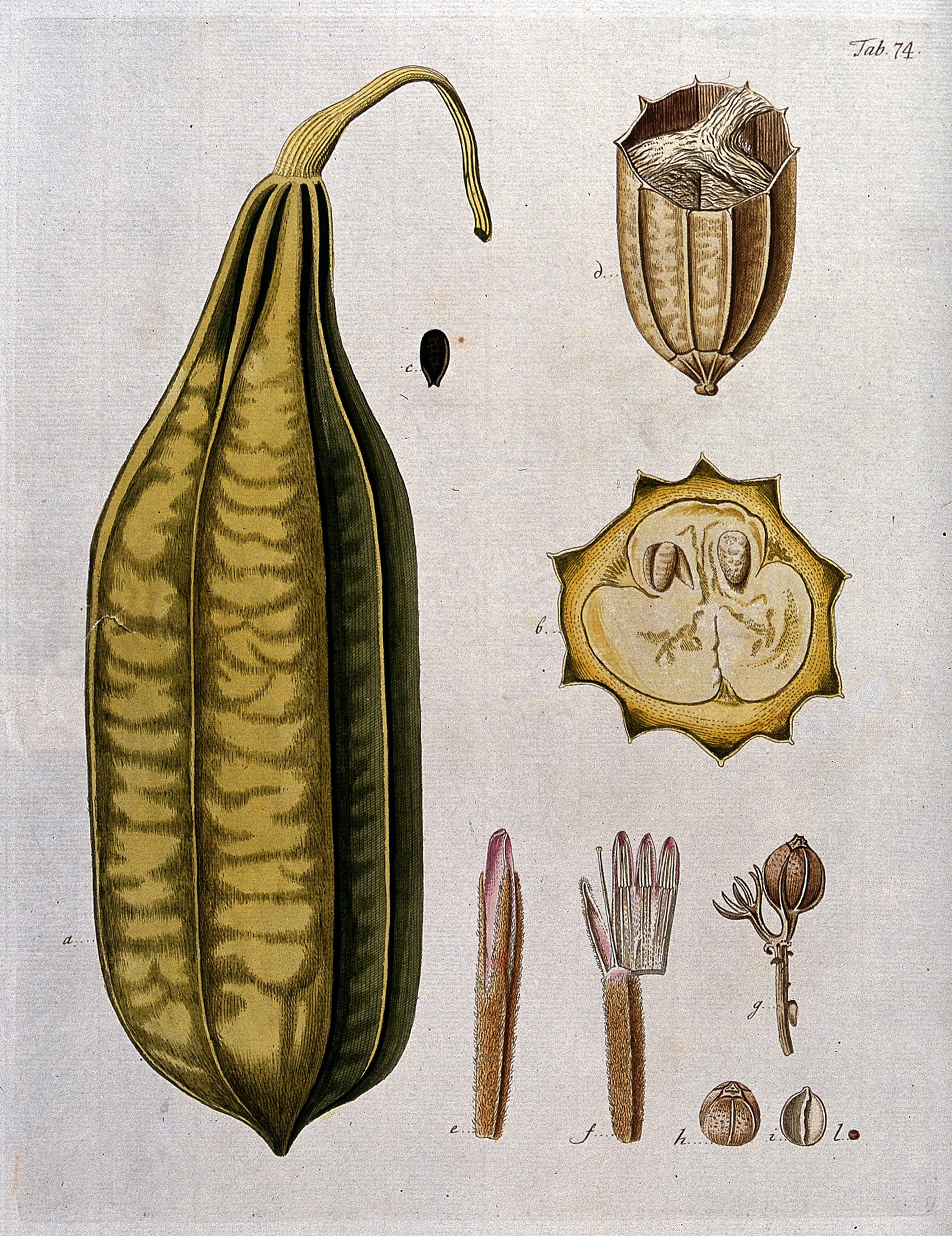 https://upload.wikimedia.org/wikipedia/commons/2/2e/Dishcloth_gourd_%28Luffa_acutangula_%28L.%29_Roxb.%29%3B_whole_and_sec_Wellcome_V0042957.jpg