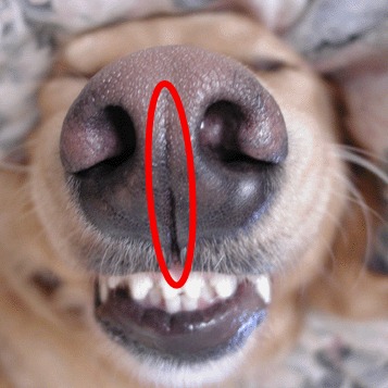 File:Dog philtrum.png