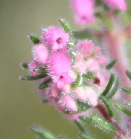 File:Erica parviflora Silvermine (6).jpg