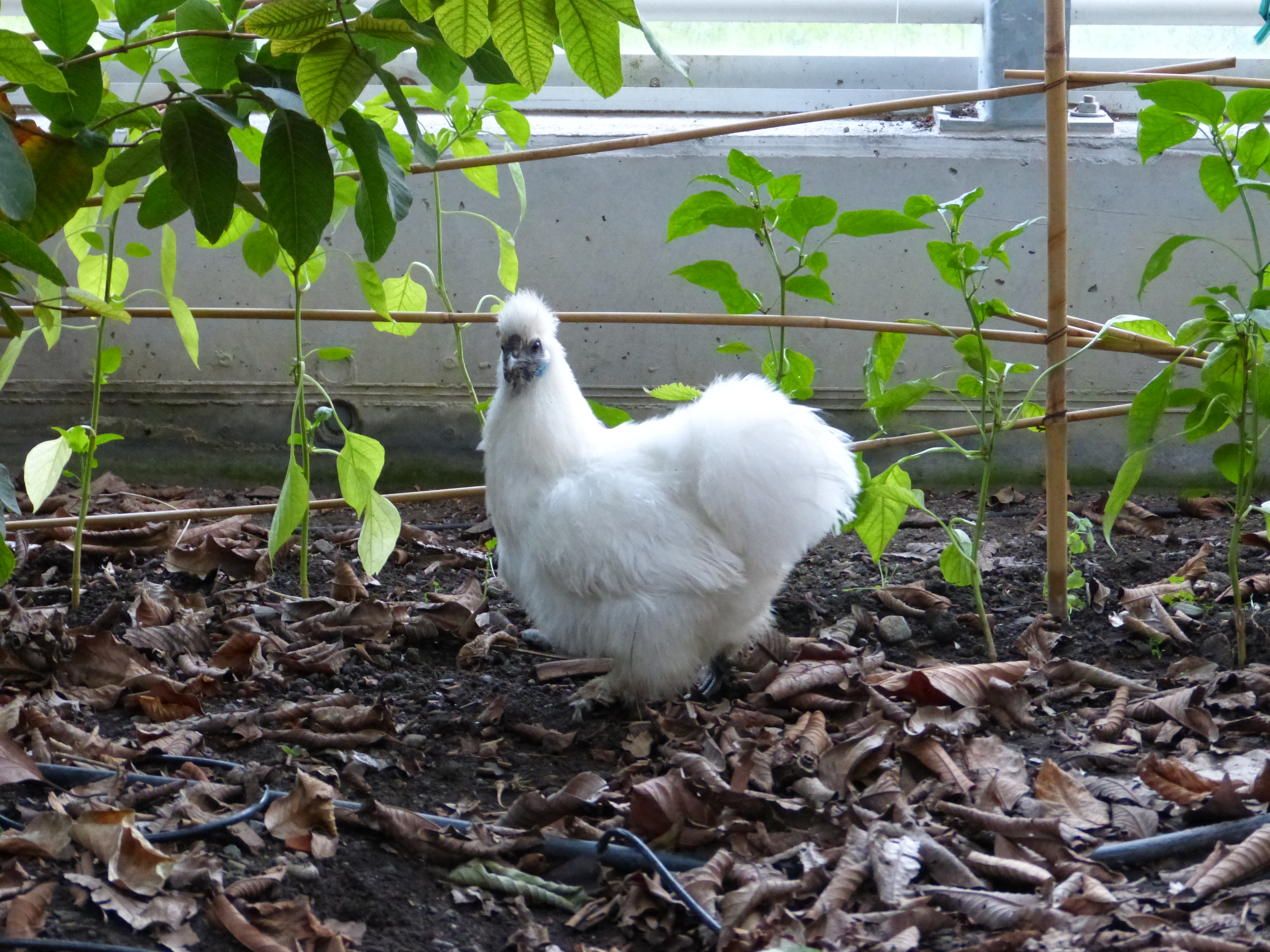 Poule Blanche курица. Gallus Gallus var.domesticus. Gallus pods.