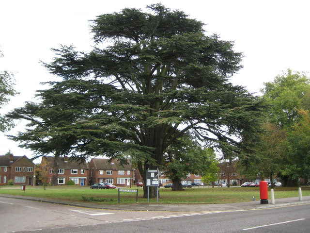 File:Garston, Cedar tree in Garston Lane - geograph.org.uk - 1539329.jpg