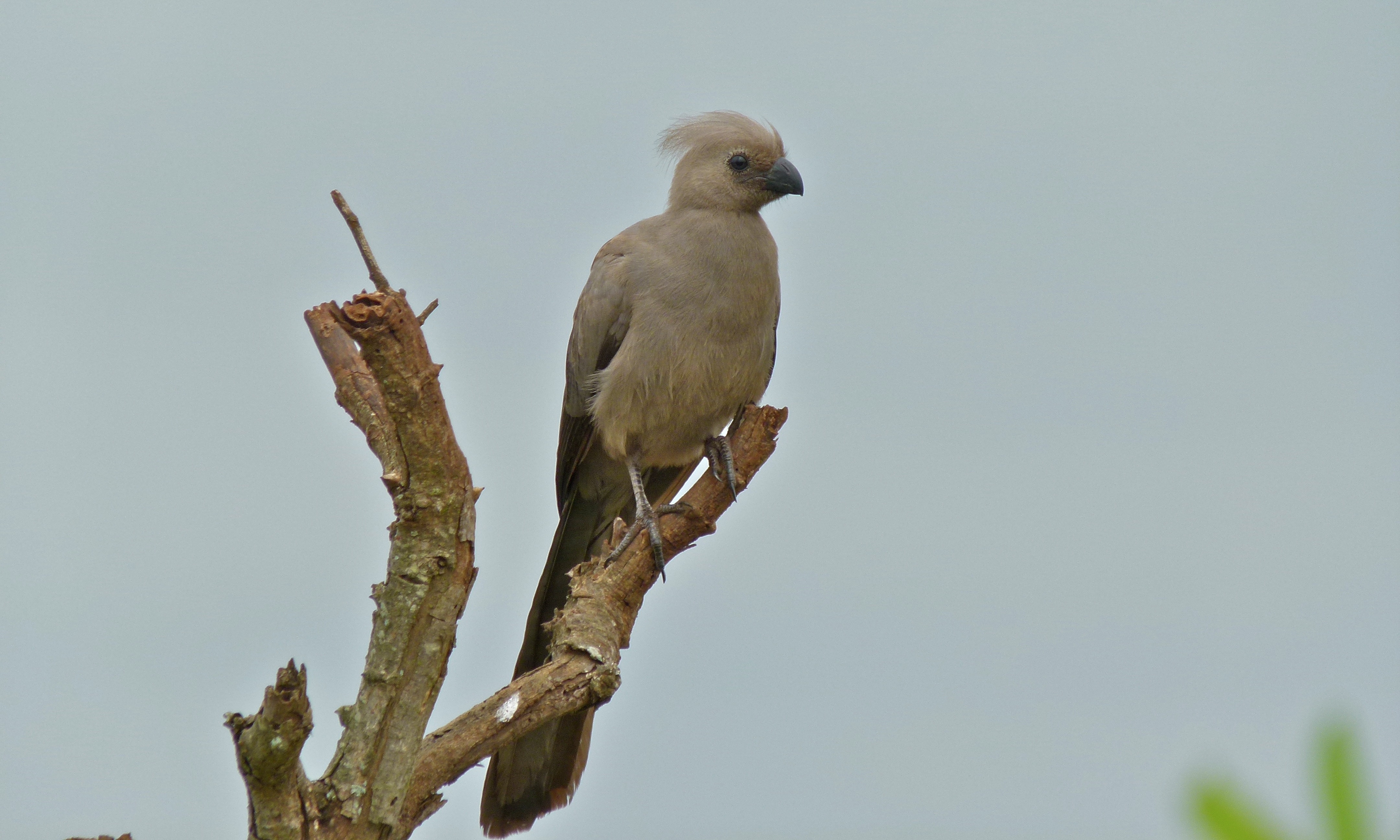 Grey Go-Away-Bird (Corythaixoides concolor) (5997848318).jpg