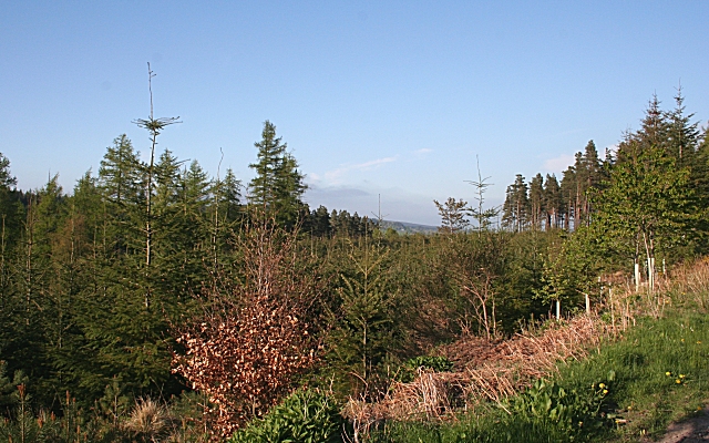 File:Haggieshaw Wood - geograph.org.uk - 422289.jpg