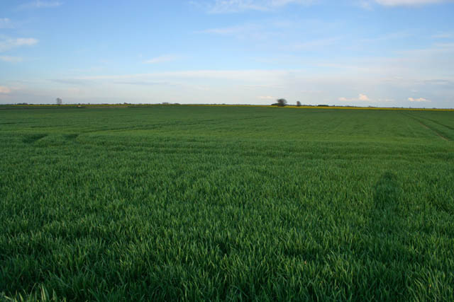 File:Heckington Fen - geograph.org.uk - 782500.jpg