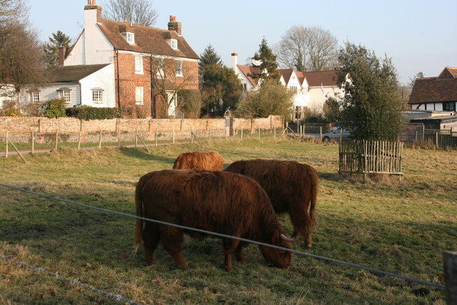 File:Highland Cattle grazing by Lullingstone Lane - geograph.org.uk - 1735493.jpg