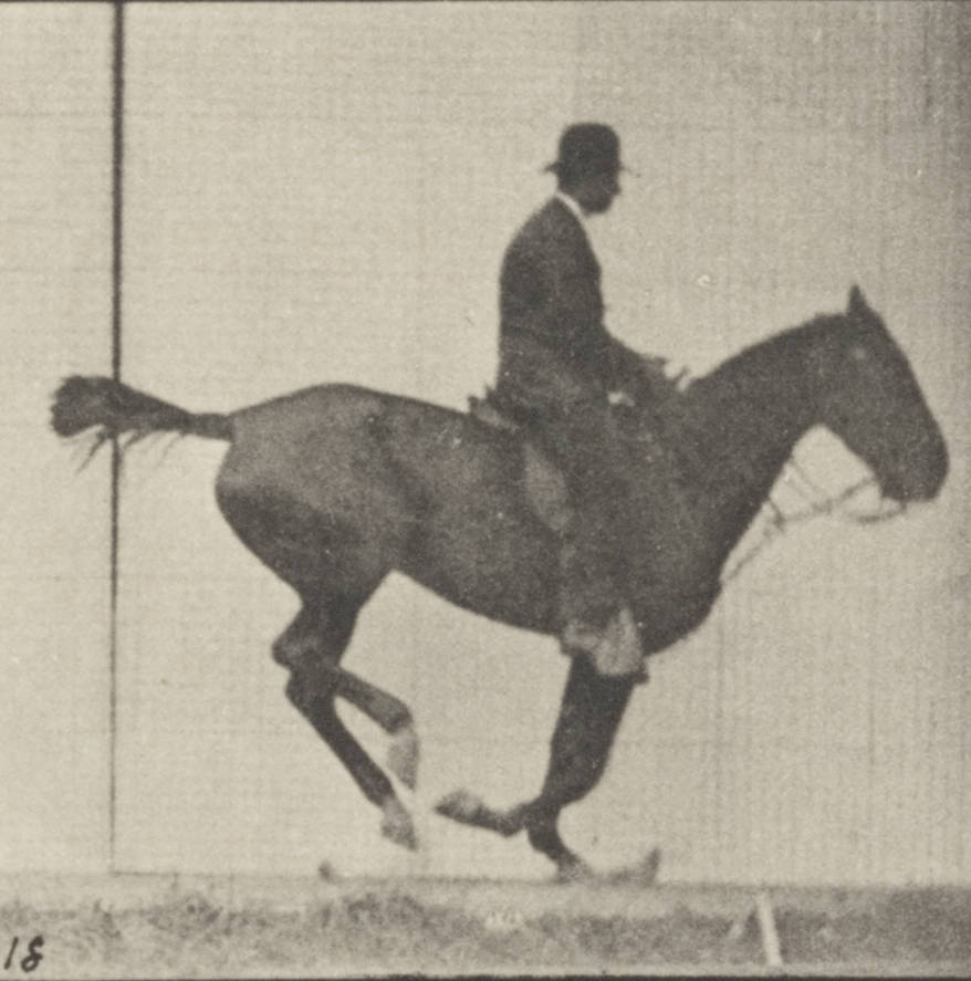 File:Horse Pandora jumping hurdle, saddled with a rider 