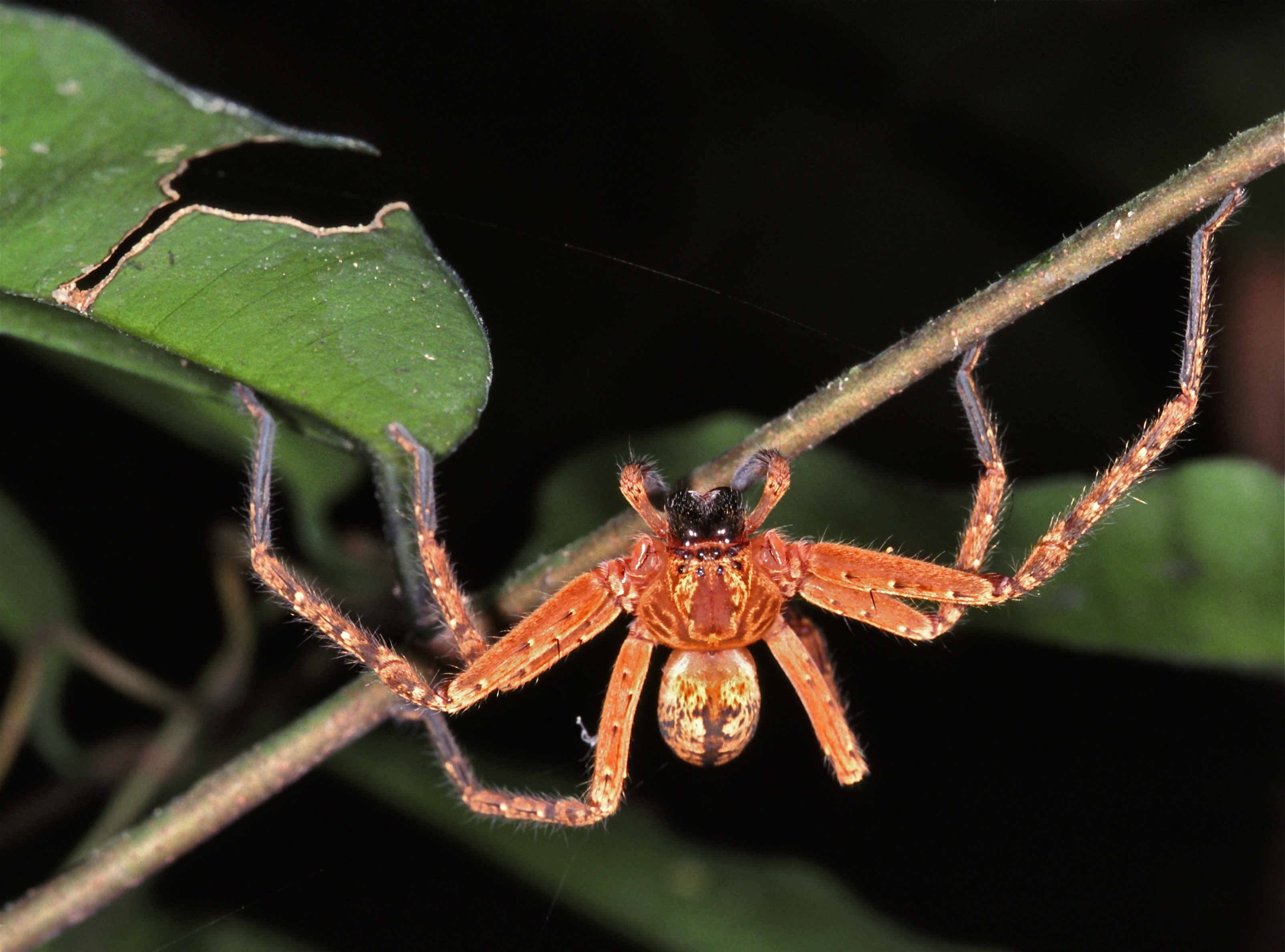 Huntman Spider (Sparassidae) (7659806728).jpg