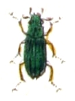 Hydrochus elongatus