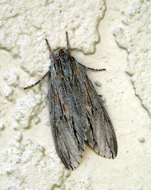 <i>Isoparce cupressi</i> Species of moth