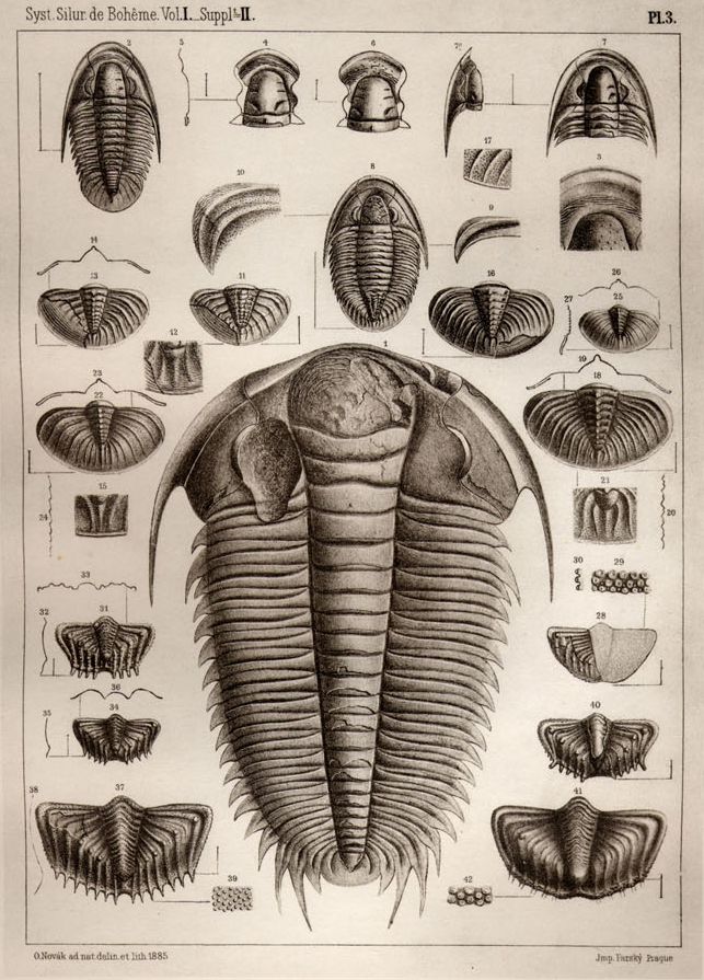 Plate from Barrande's work Système silurien du centre de la Bohême