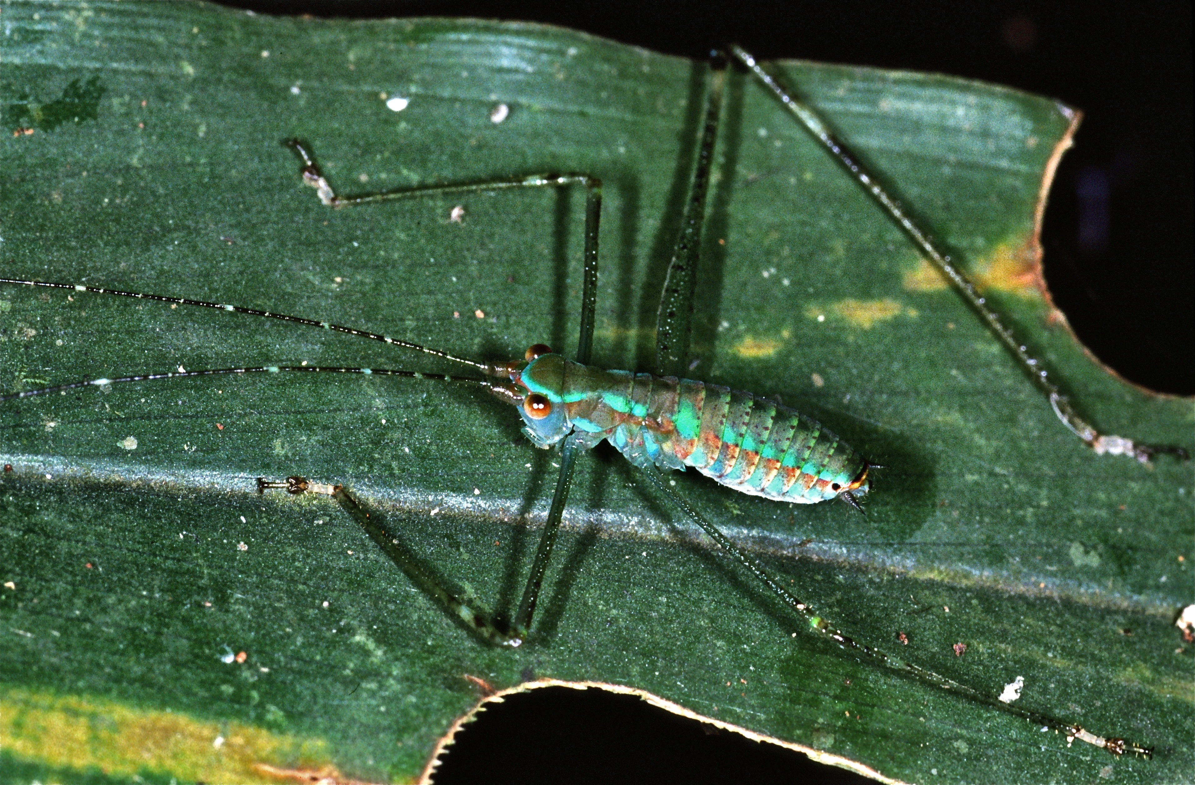 Katydid Nymph (Tettigoniidae) (7650916564).jpg