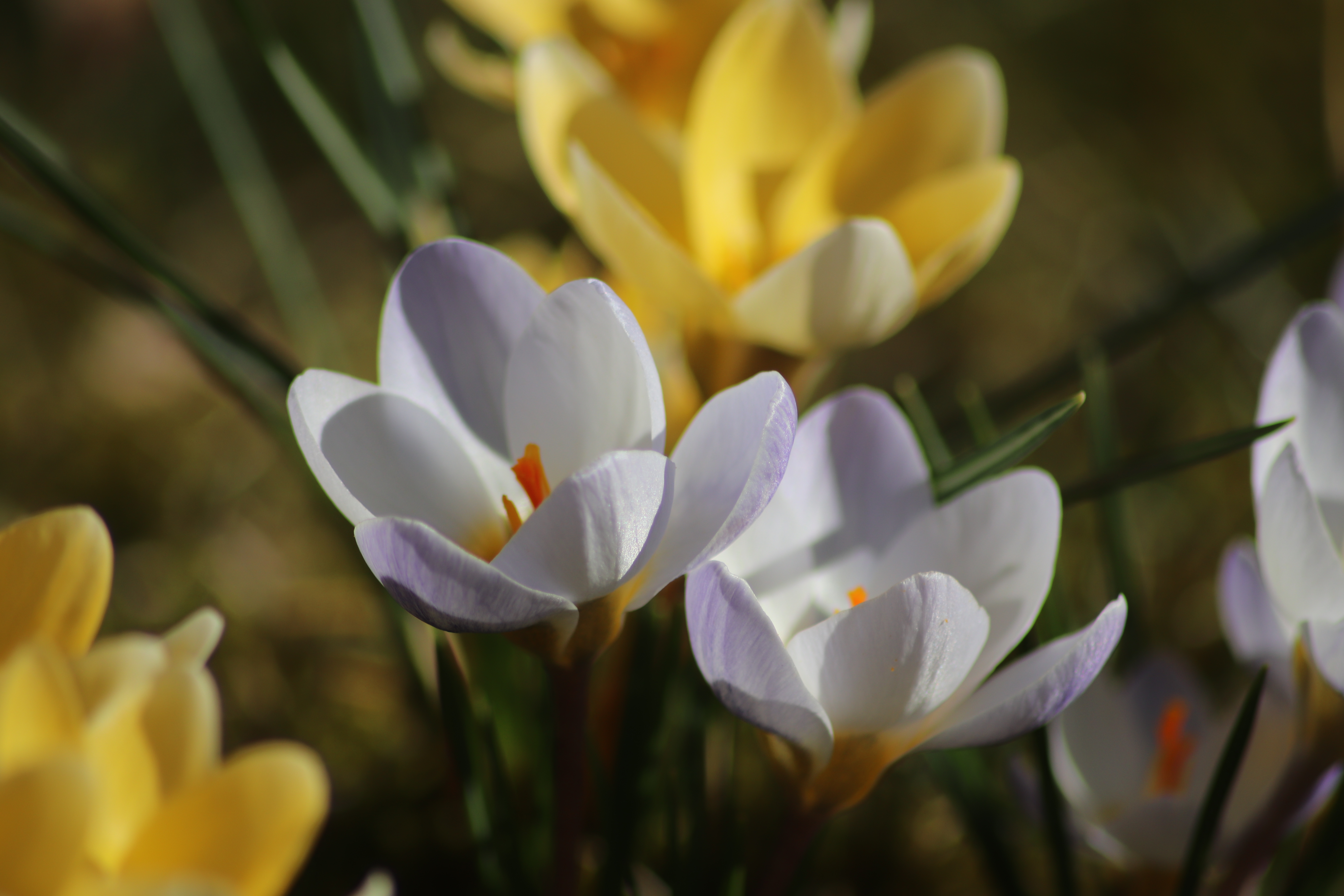 Крокус Ботанический Эдванс. Crocus baytopiorum.