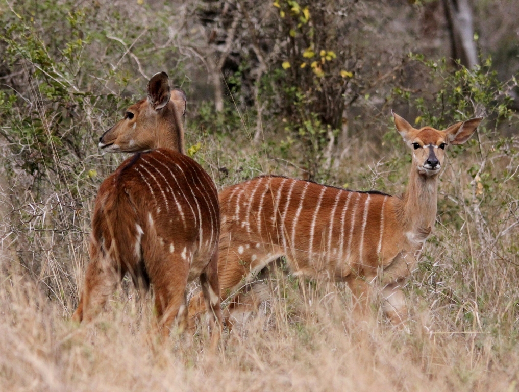 uMkhuze Game Reserve - Wikipedia
