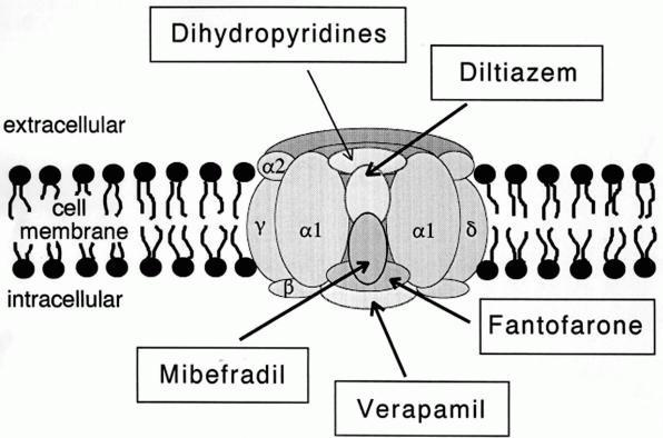 L тип. L Type Calcium channel. Кальциевые ионные каналы. CA channel l Type.