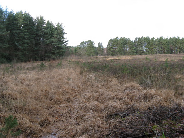 Lavington Common - geograph.org.uk - 1636646