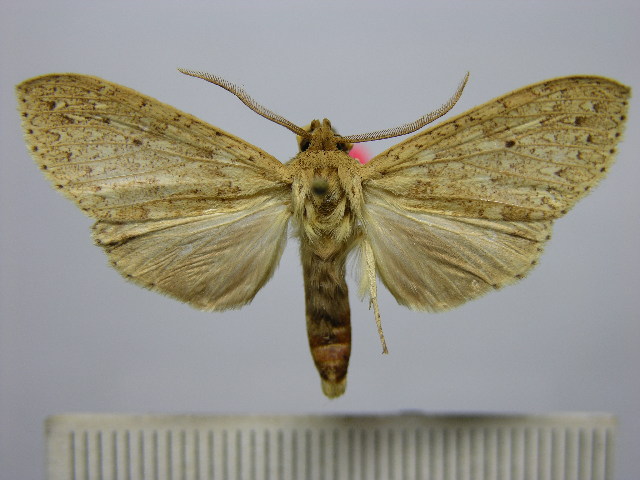 Leucanopsis taperana