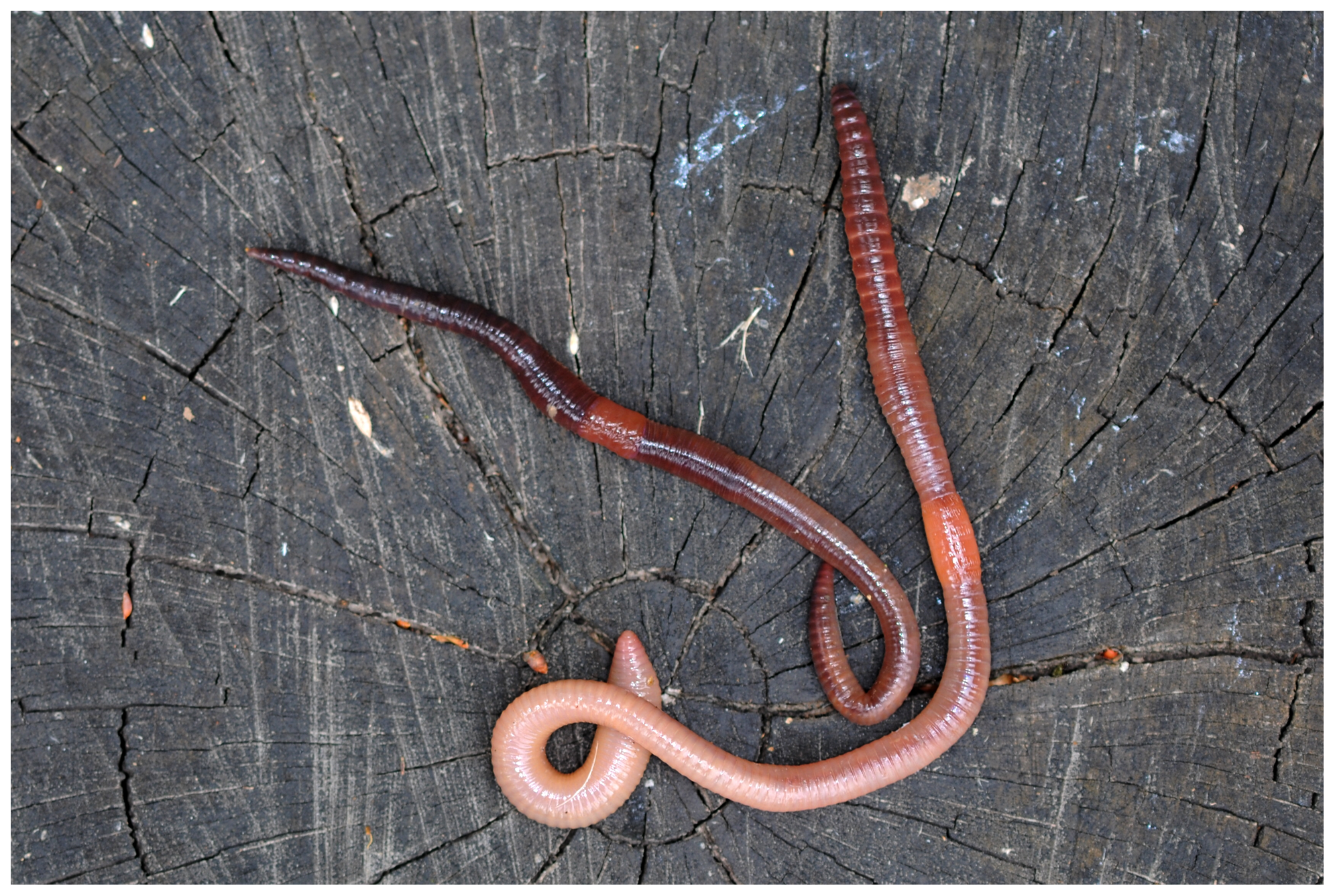 Earthworms under threat