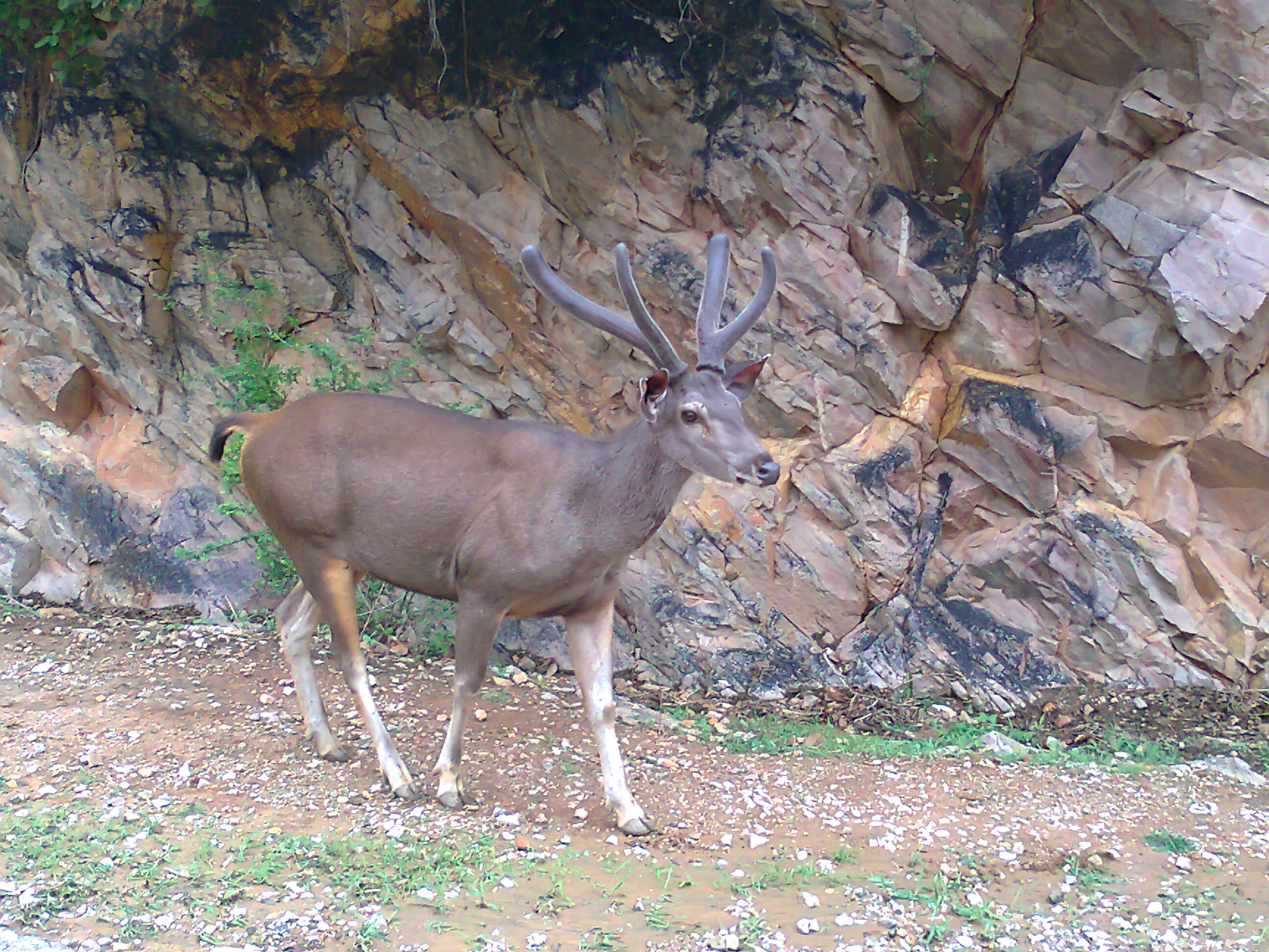 Description Male Sambar deer.jpg