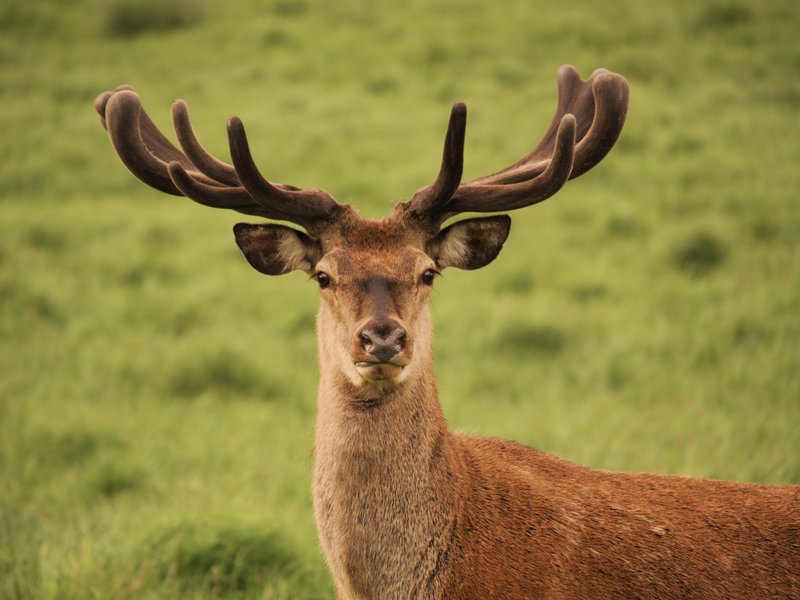 File:Male red deer (Cervus elaphus), Munich, Germany - 20060530.jpg