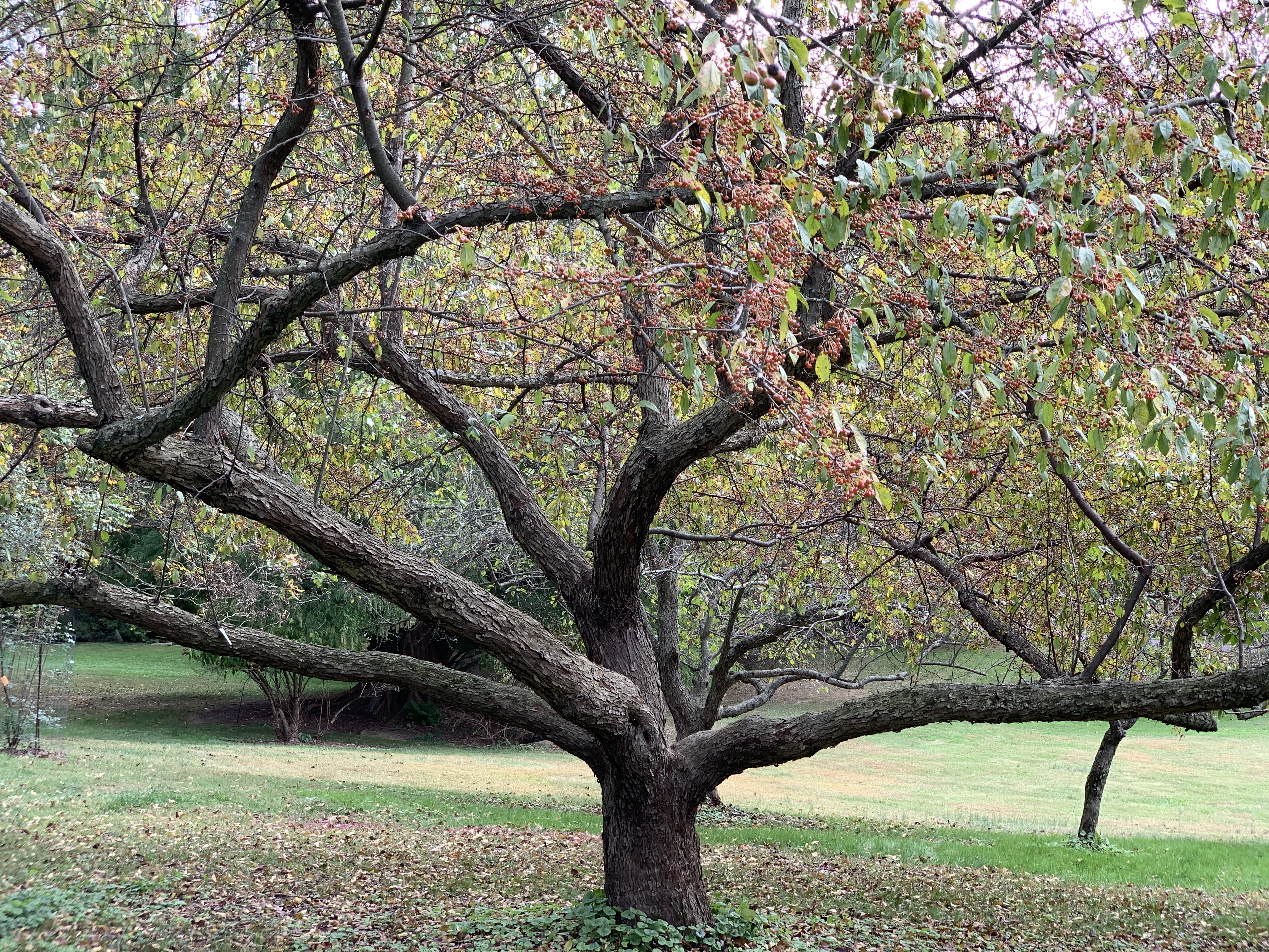 Яблоня Зибольда торинго. Phallus Malus. Яблоня декоративная Зибольда.