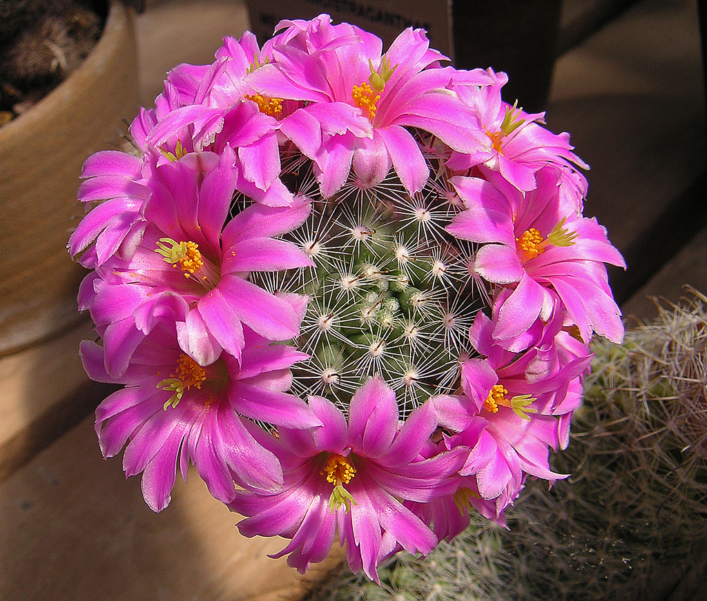 Mammillaria boolii HBG 48842 Oct PICT3673.jpg