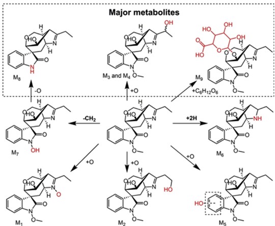 Metabolism - Wikipedia