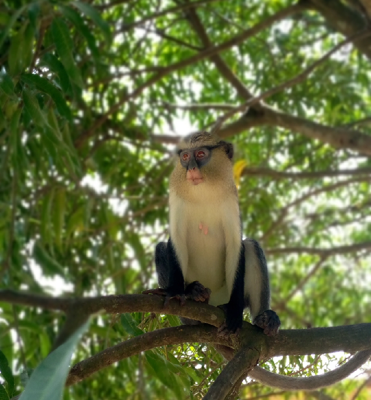 Mona monkey - Wikipedia