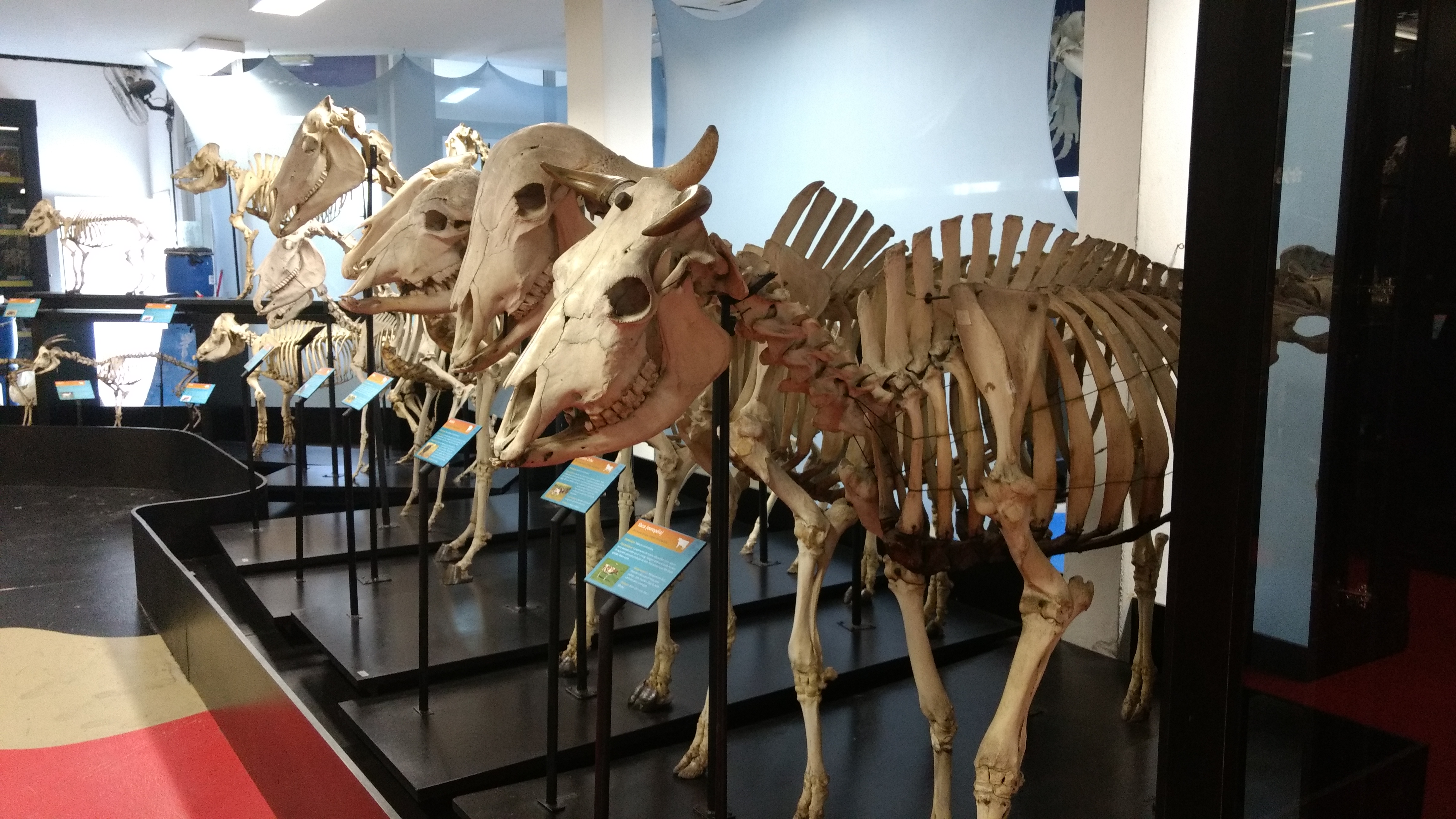 Skeletons of large mammals on display